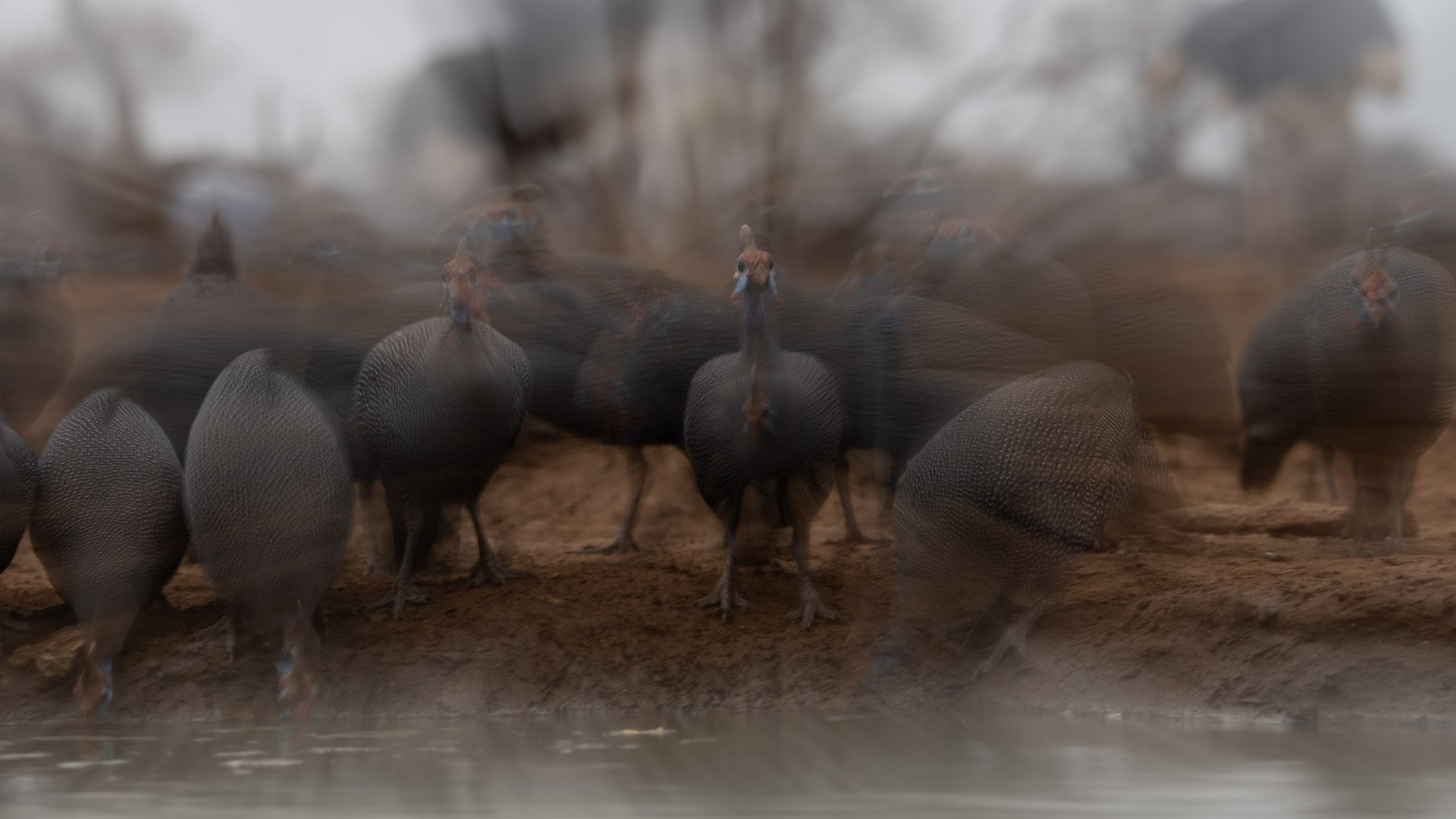 A photo of guinefowl taken by one of our photographic guide on a photo safari