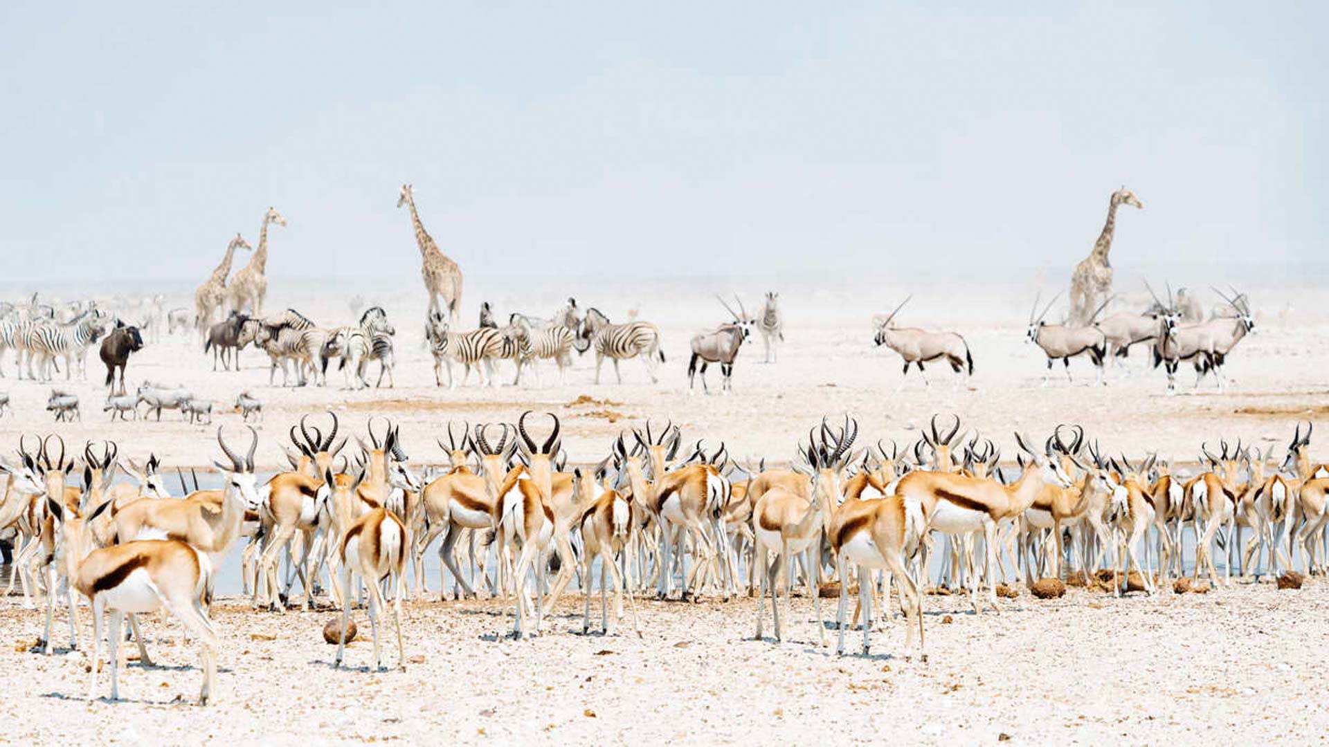 namibia landscape desert discover places we love Etosha