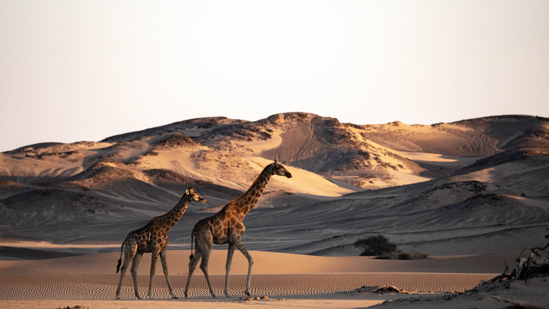 namibia landscape desert Skeleton coast Giraffe discover places we love