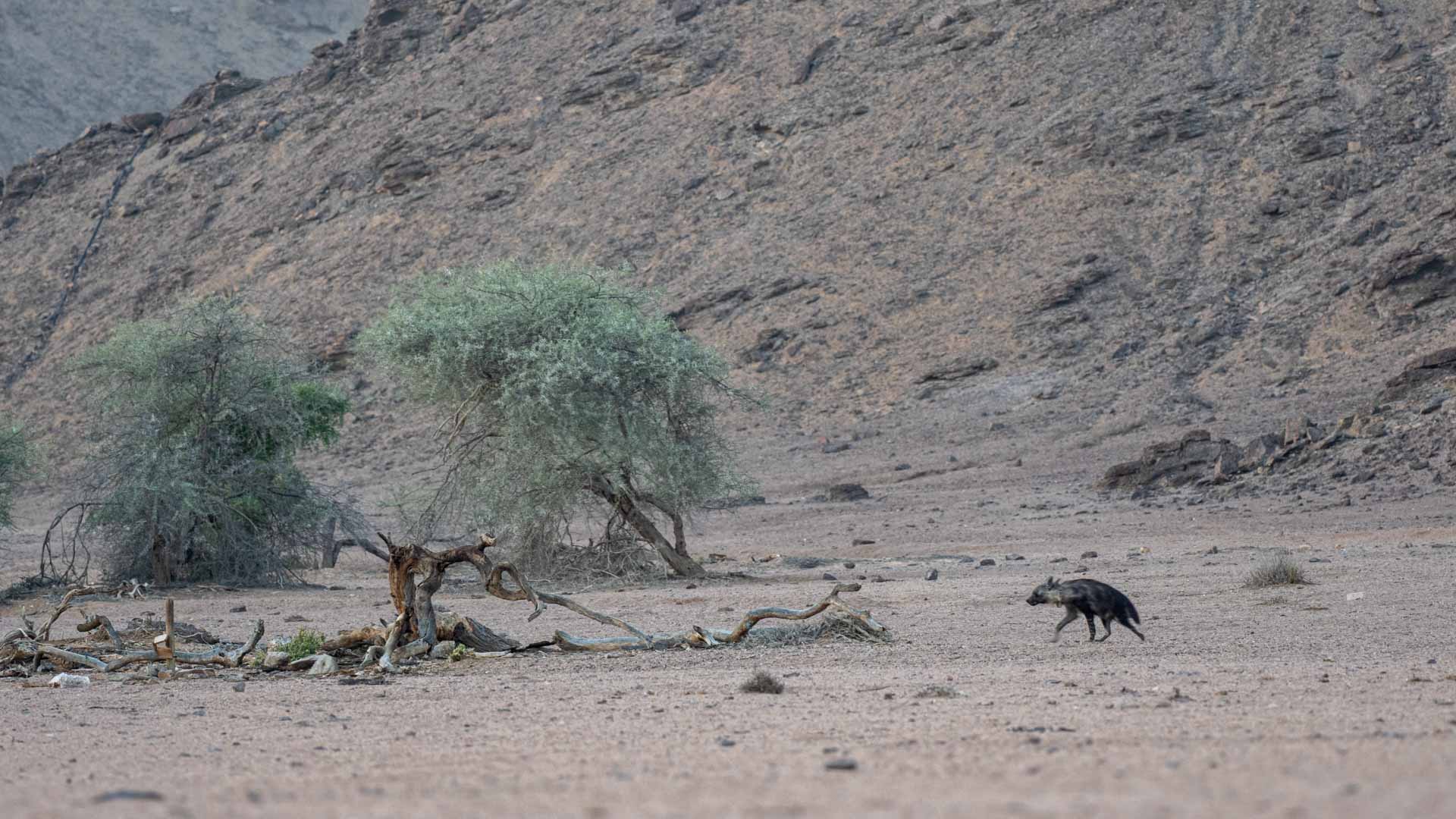 namibia landscape desert Skeleton coast brown hyena discover places we love hoanib