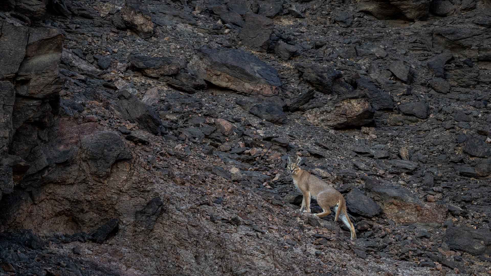 namibia landscape desert Skeleton coast discover places we love hoanib caracal