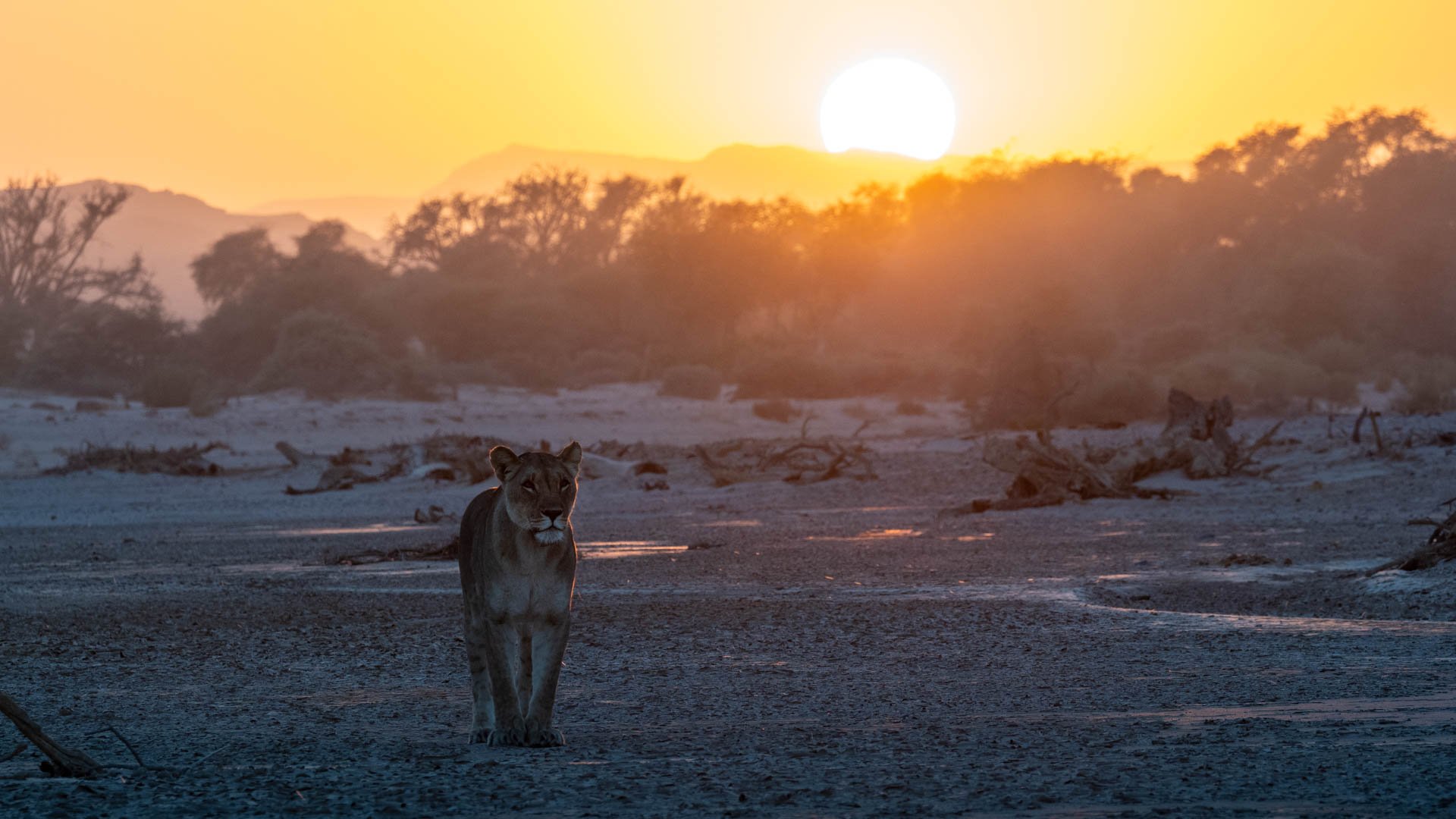 namibia landscape desert Skeleton coast discover places we love hoanib lion
