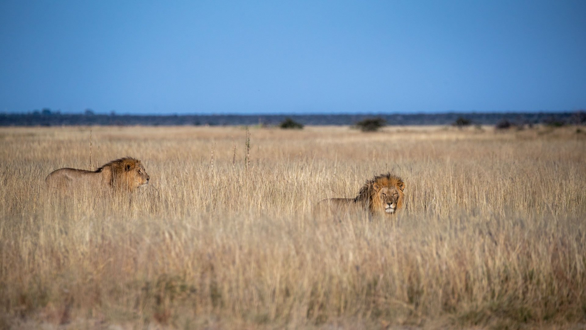 namibia landscape desert discover places we love Etosha lion