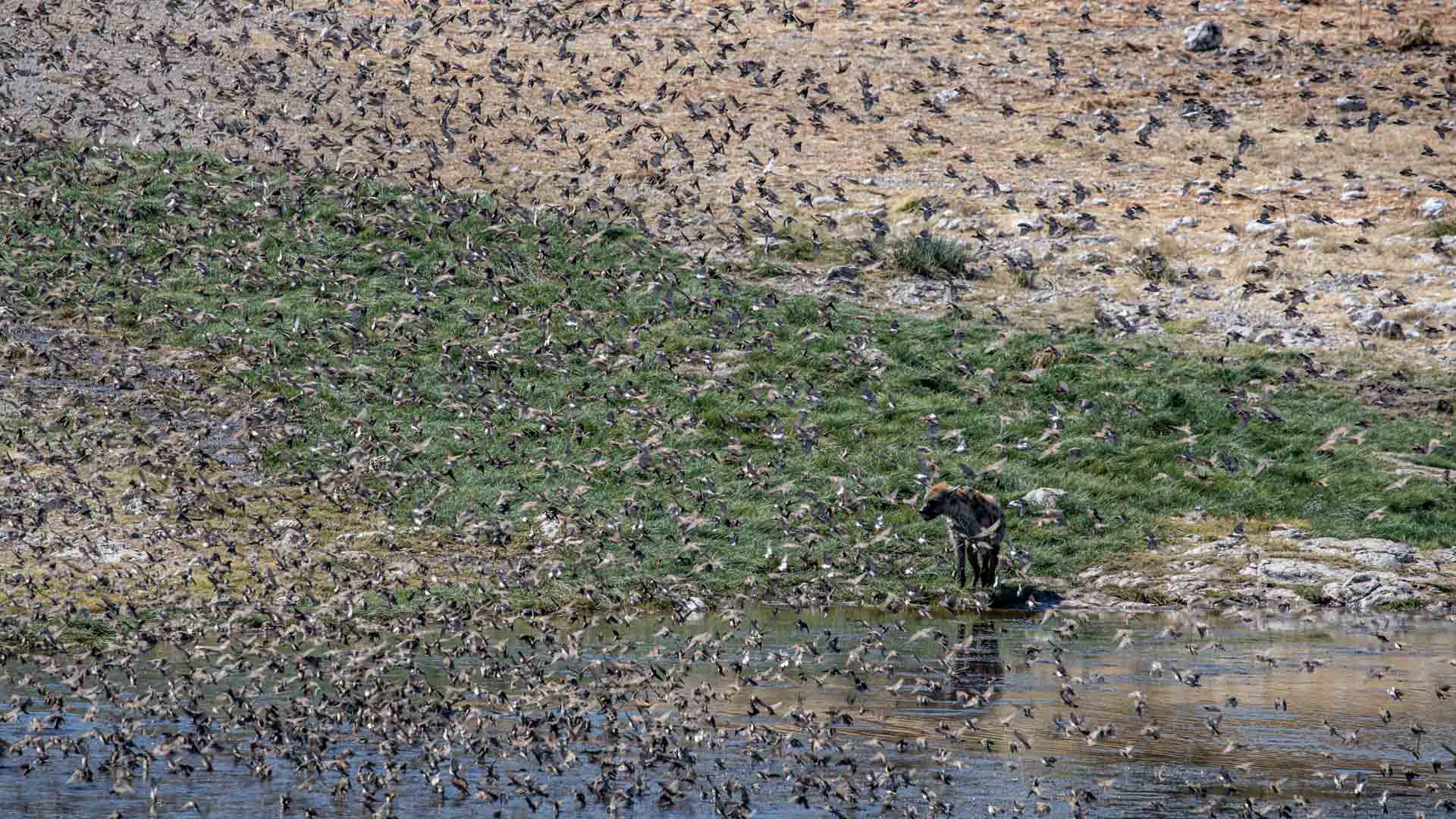 namibia landscape desert discover places we love Etosha birds hyena