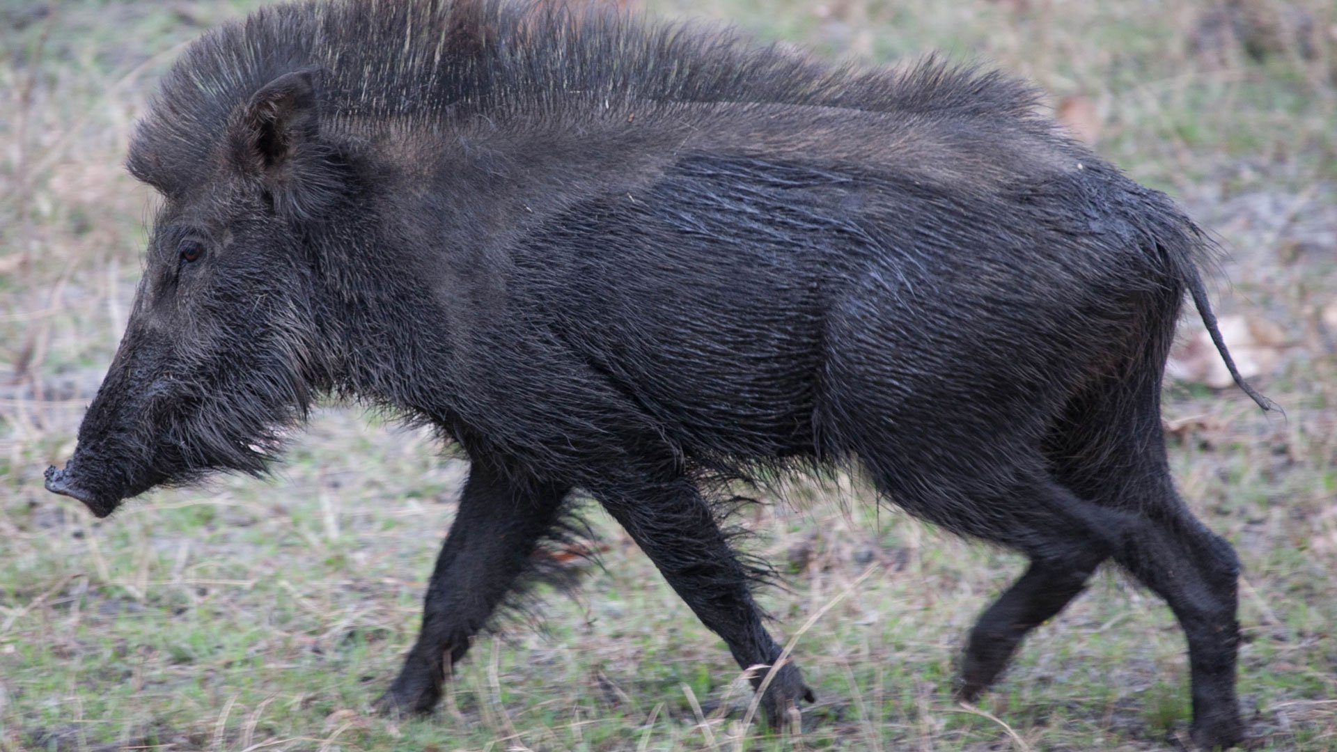 A photo of a wild boar from India