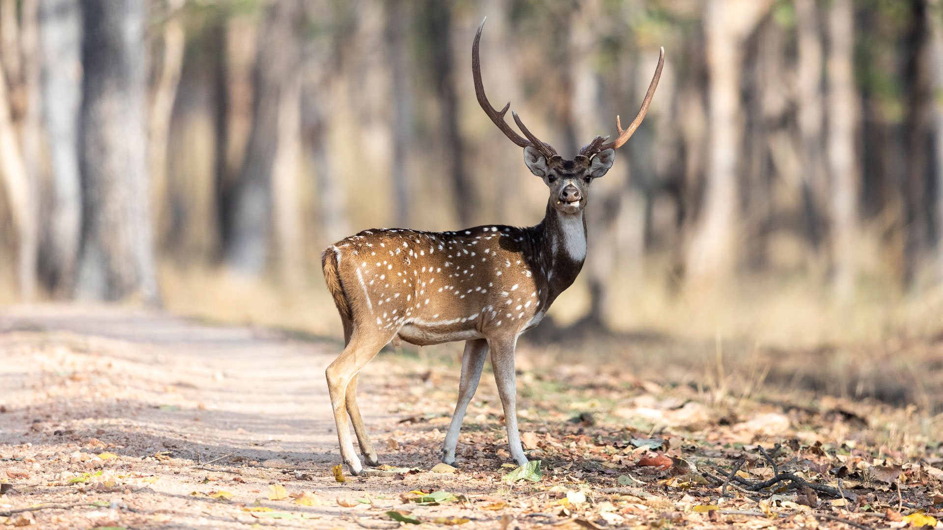 A photo of a spotted dear in India
