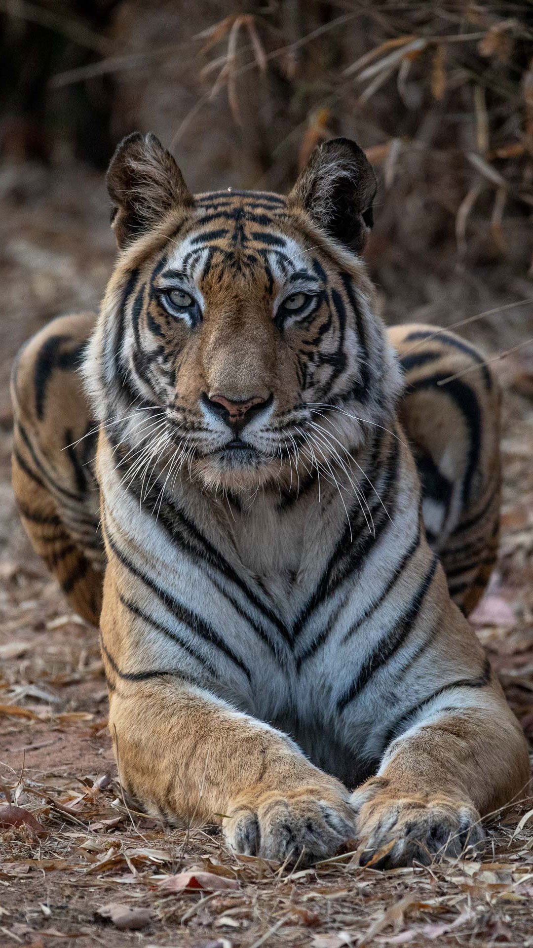 A wild bengal tiger in India