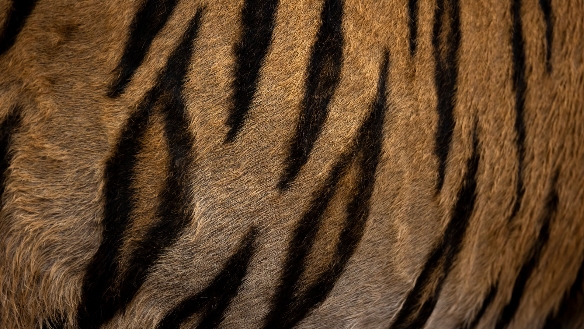 A wild bengal tiger in India