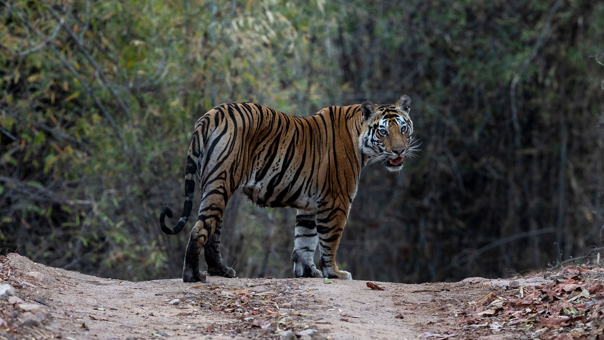 A wild bengal tiger in India
