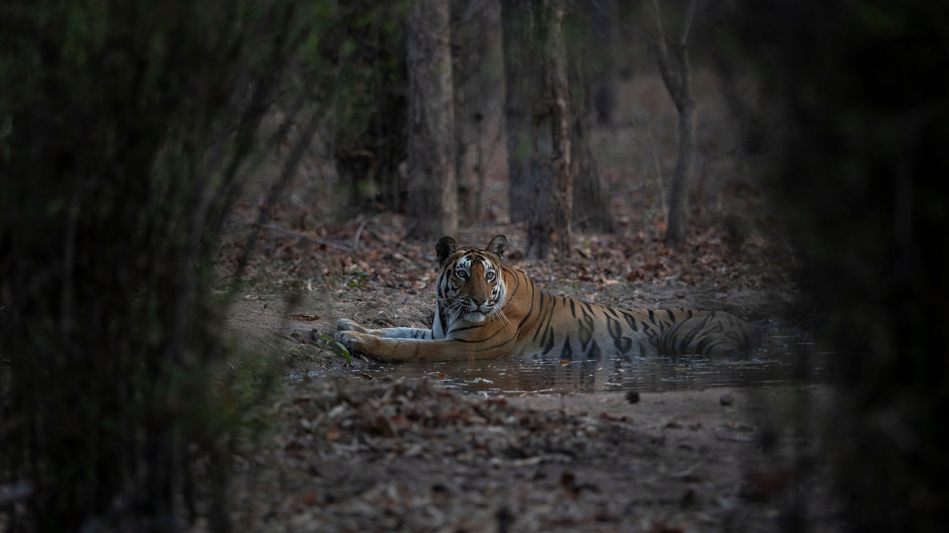 A wild bengal tiger in India