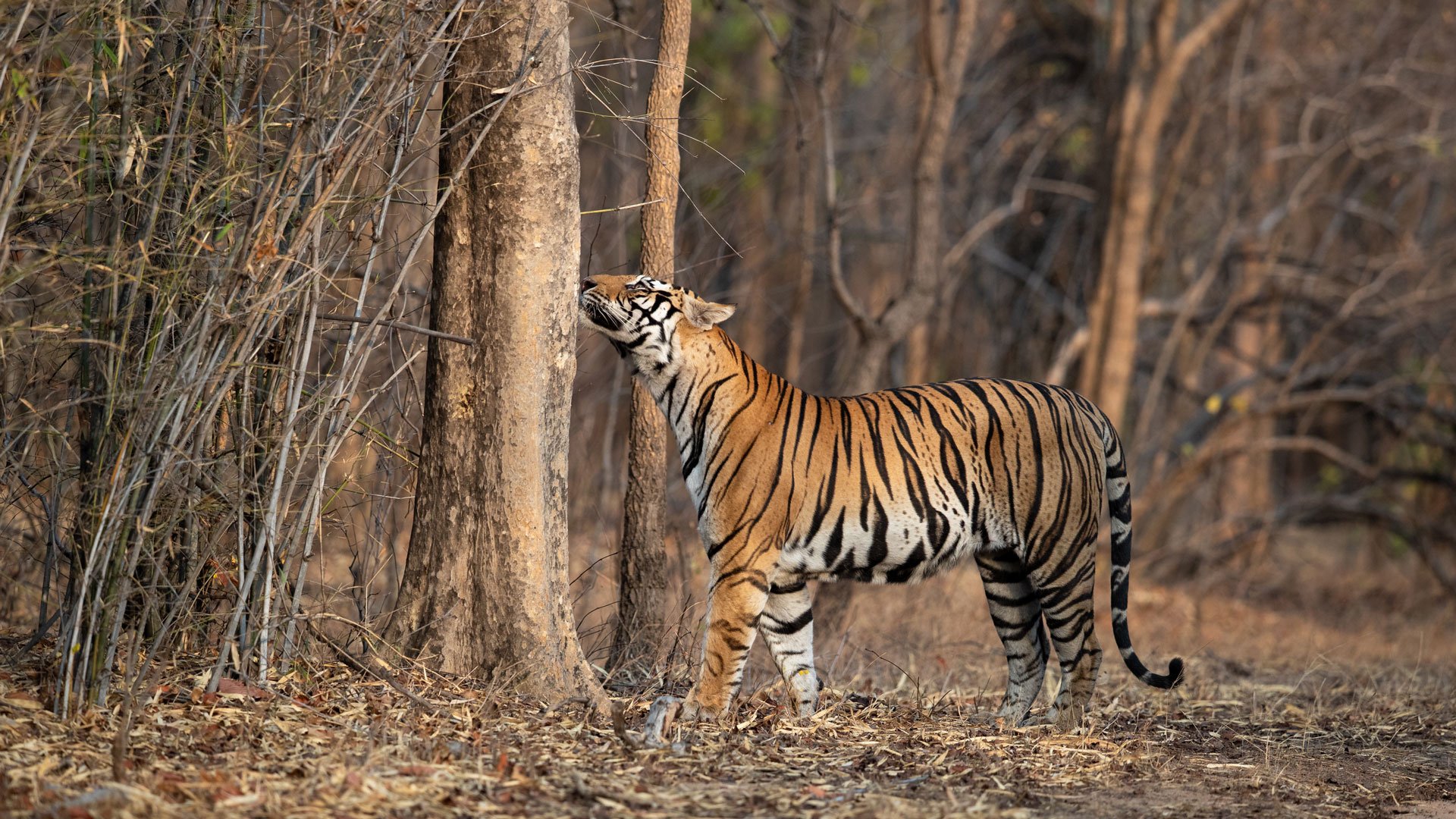 A wild bengal tiger smelling a tree in India