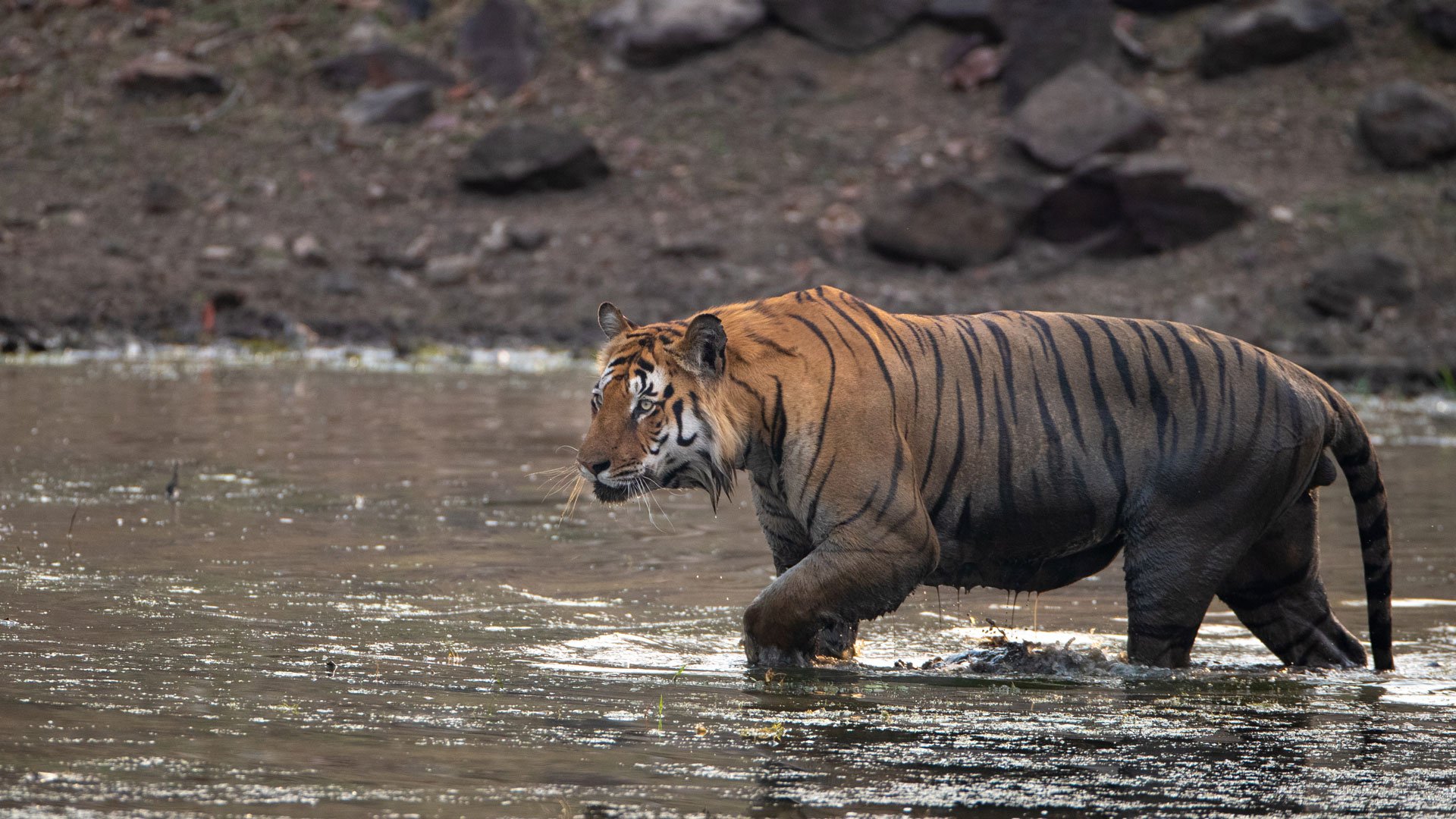 A photo of a wild Bengal tiger walking through water hole in India