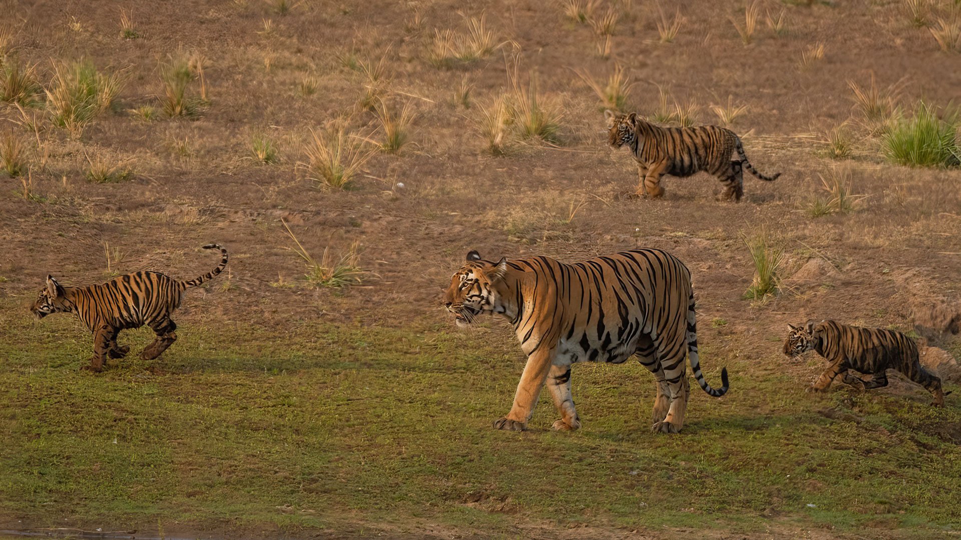 A wild female bengal tiger and her cubs in the India