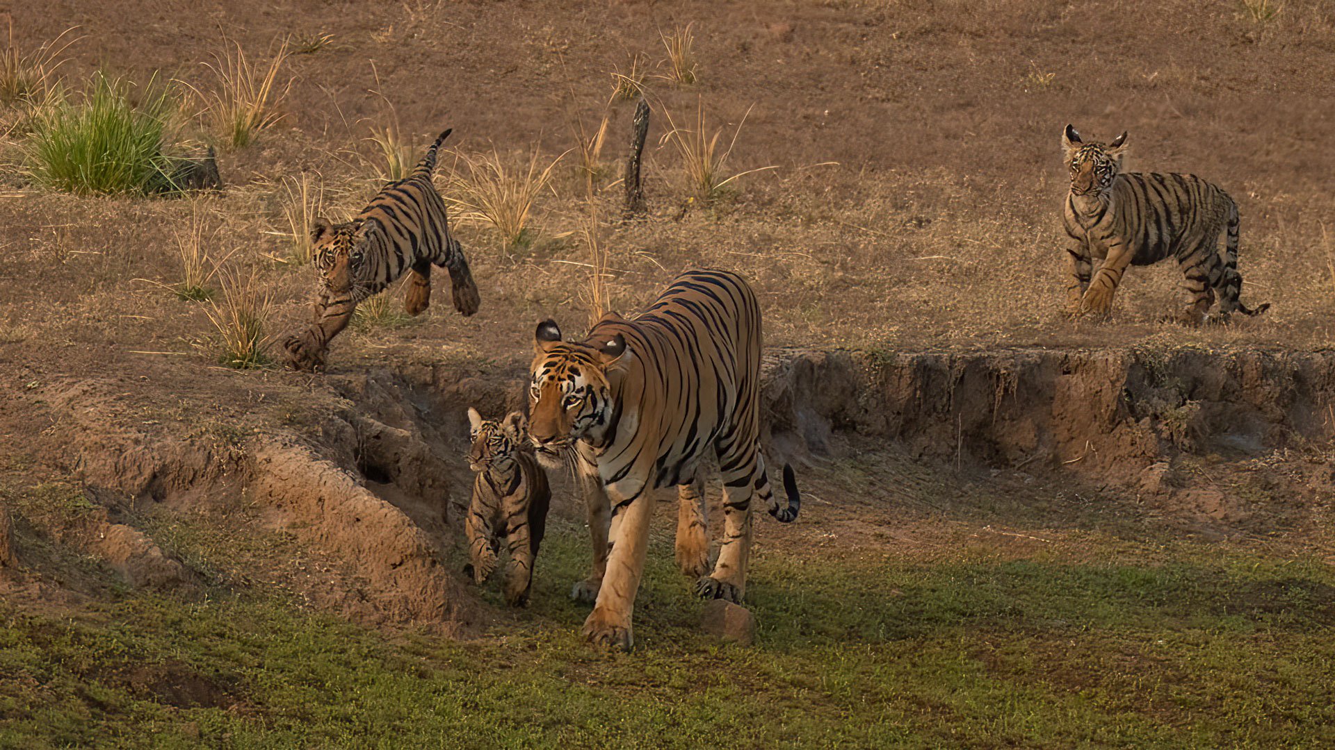 A wild female bengal tiger and her cubs in the India