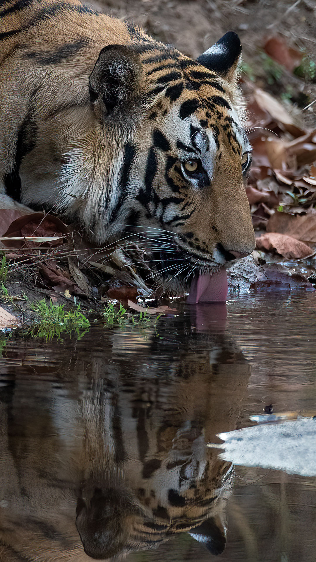 A photo of a Bengal tiger drinking from a water hole in the wilds of India