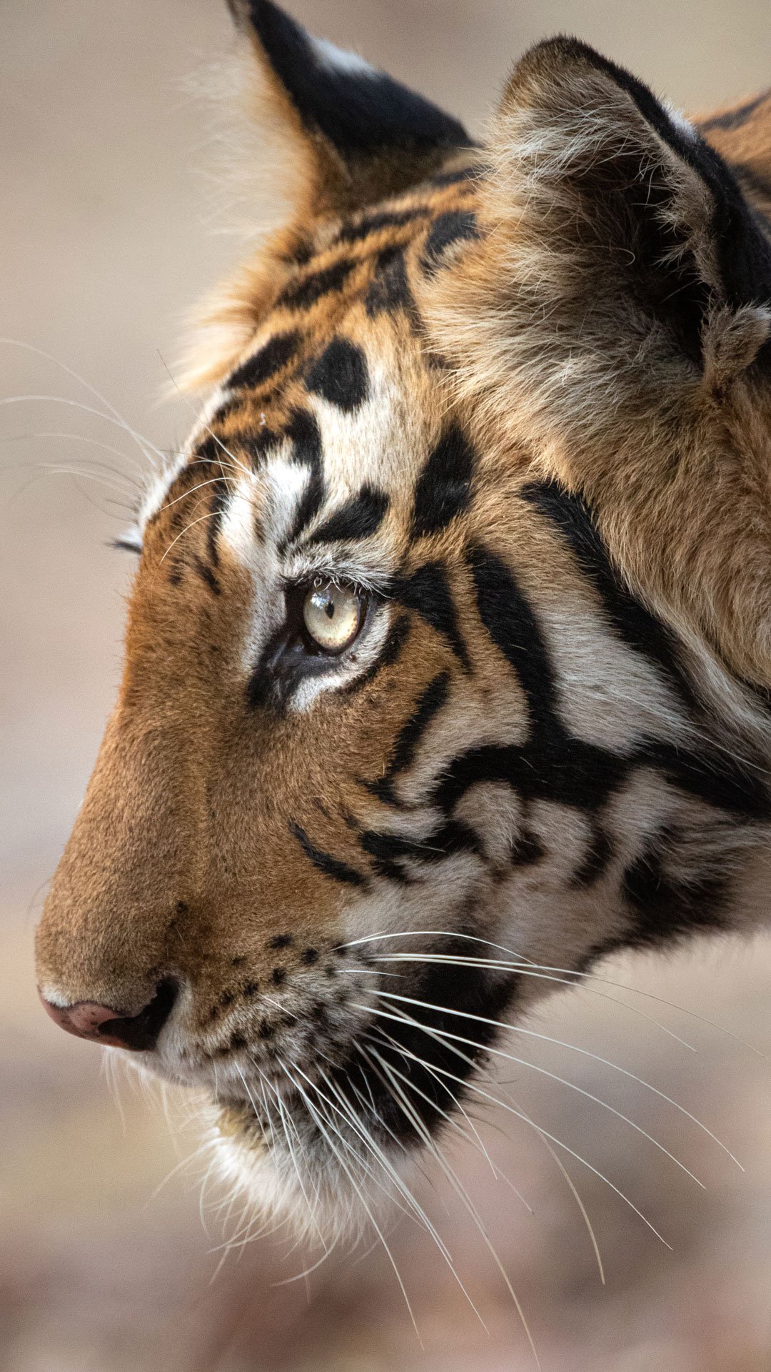 a wild bengal tiger cub in India