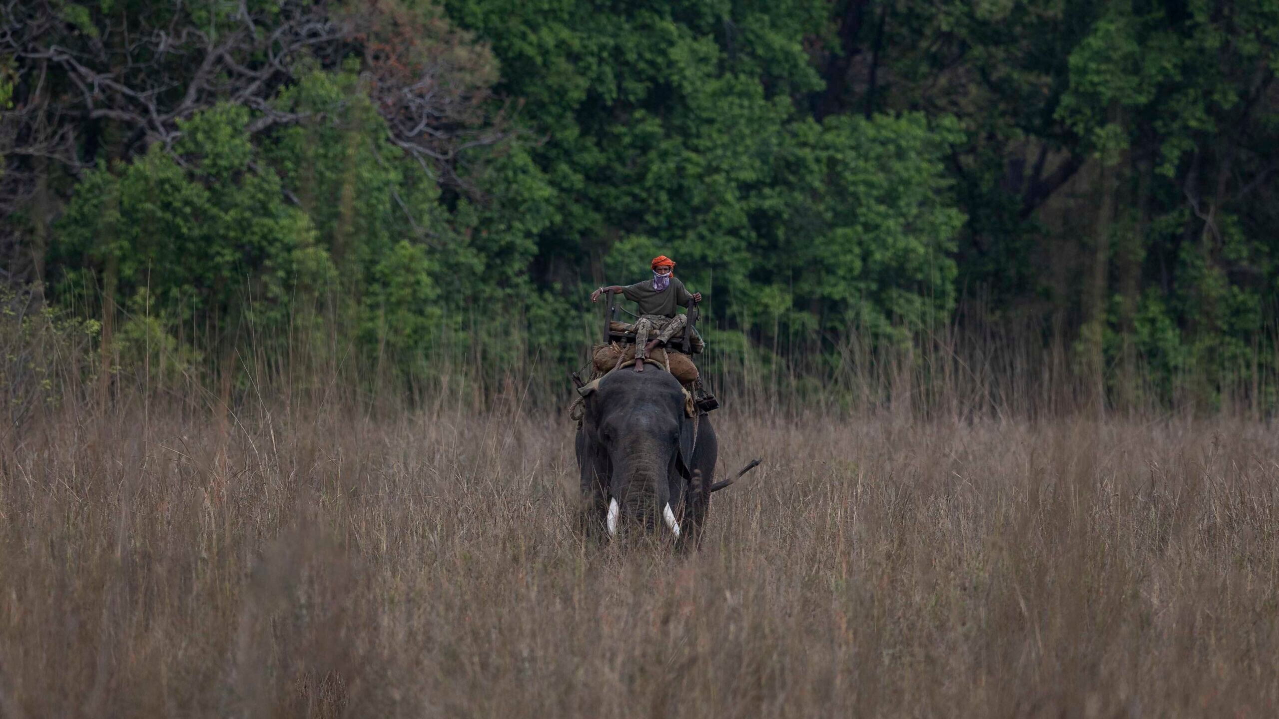 Conservation efforts in India with elephants