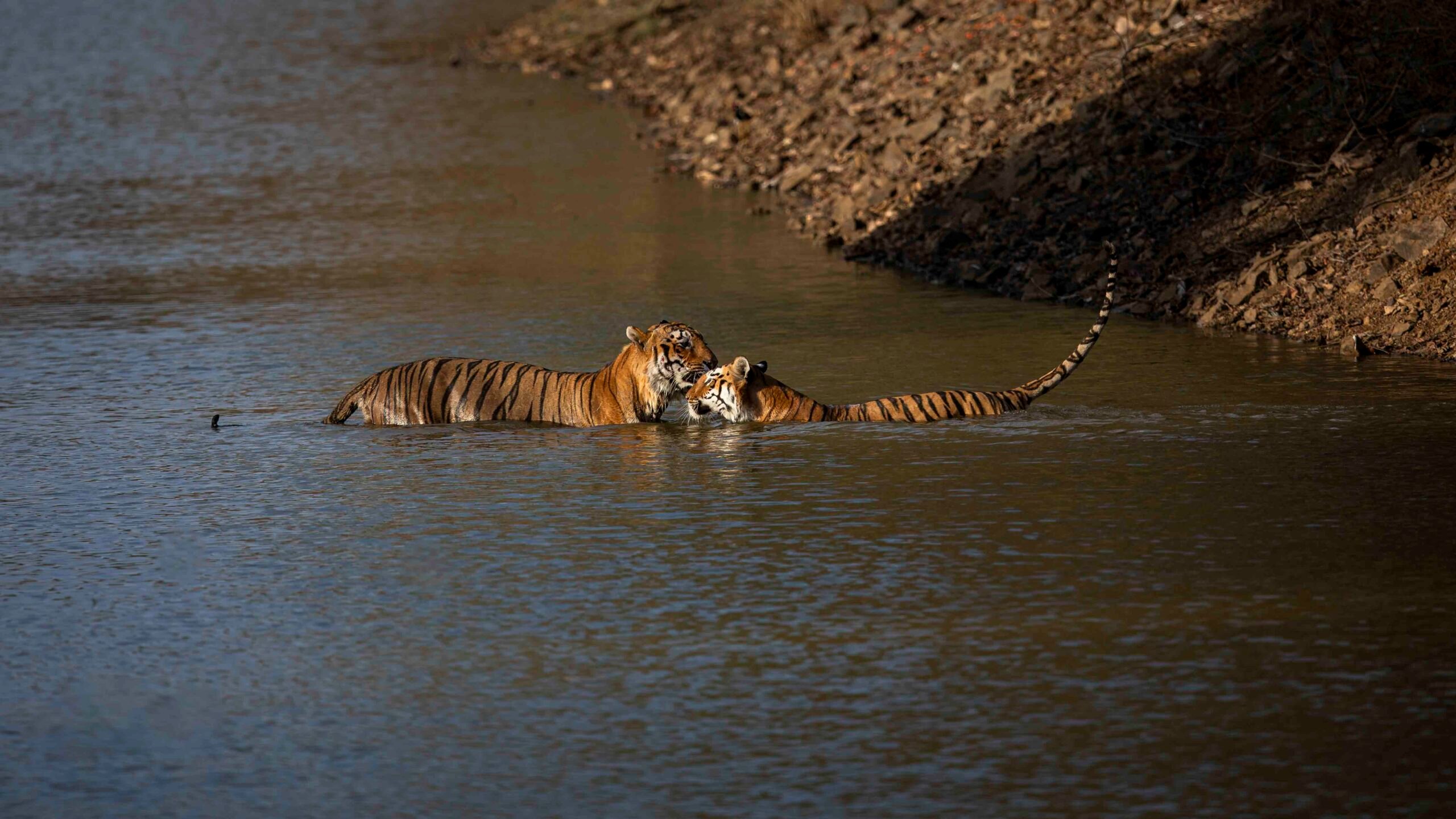 Tiger - species focus in india. Photo taken on Incredible India Photo Tour