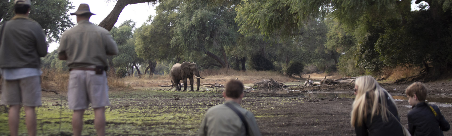 Walking safari in Mana Pools, Zimbabwe with elephant