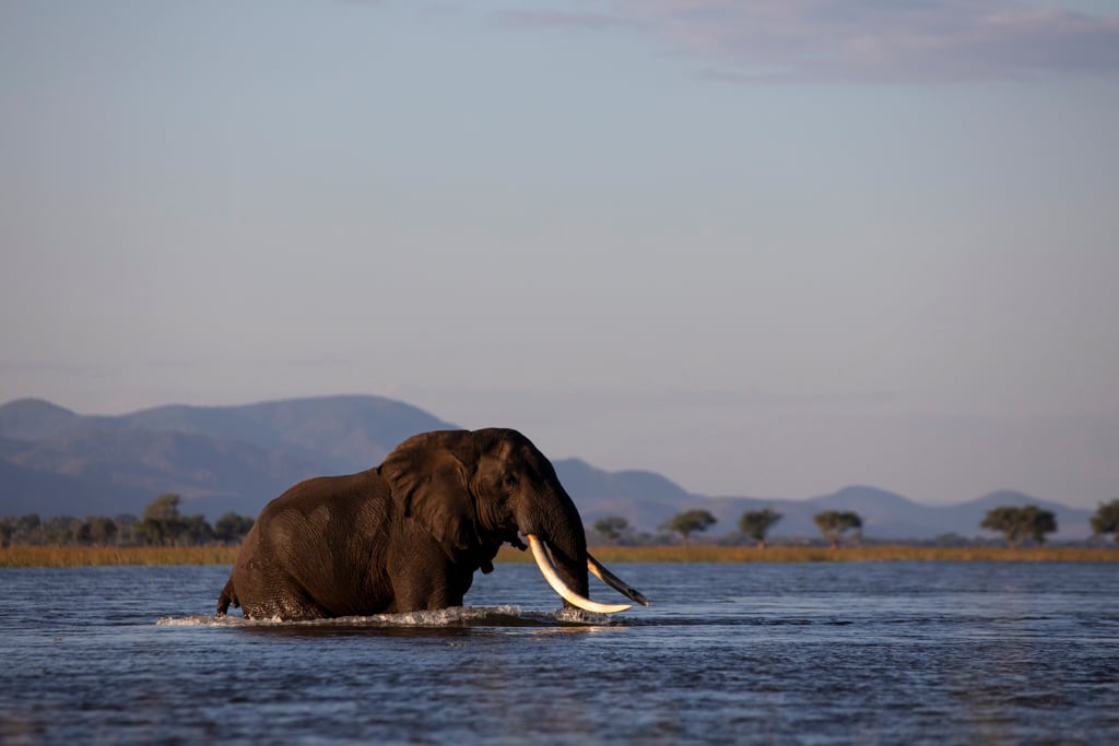 boswell elephant crossing the zambezi river in mana pools