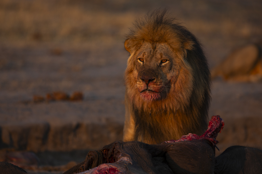 photo of a lion at sunrise eating a buffalo in mana pools - zimbabwe