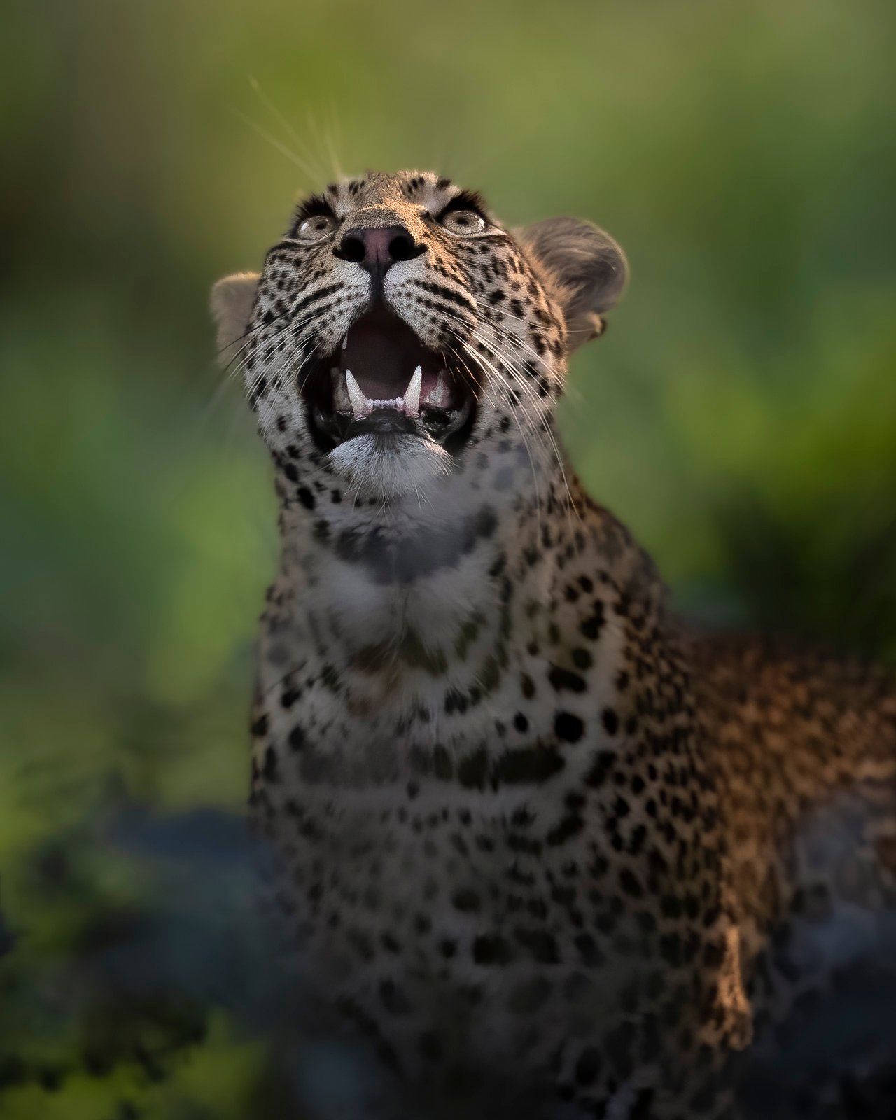 leopard at mala Mala Places we love Captured by Johan Van Zyl hosting a photo tour