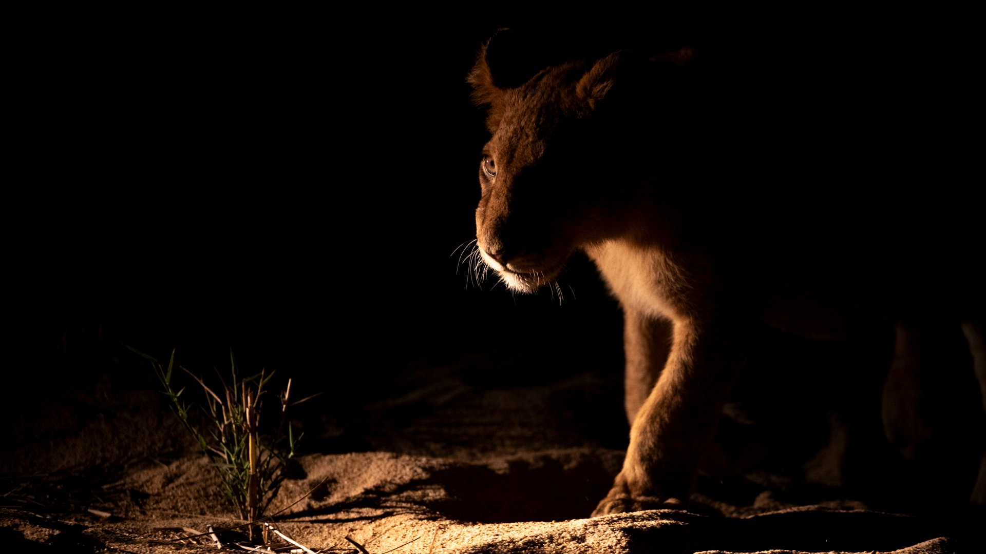 A lion at Mala Mala during a night drive Places we love Mala Mala Captured by Johan van Zyl hosting a photo tour