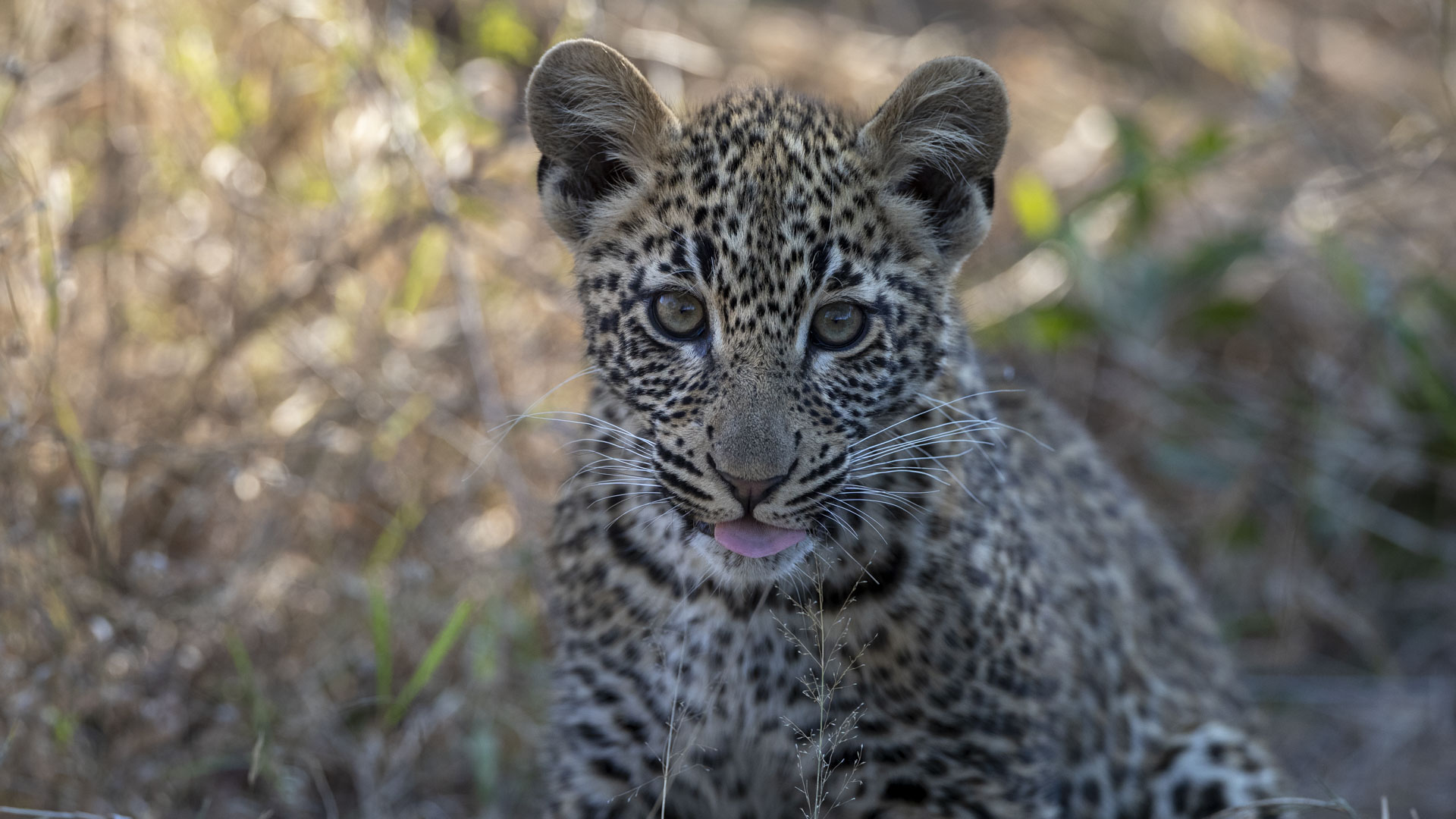A leopard at mala Mala Places we love Captured by Johan Van Zyl hosting a photo tour