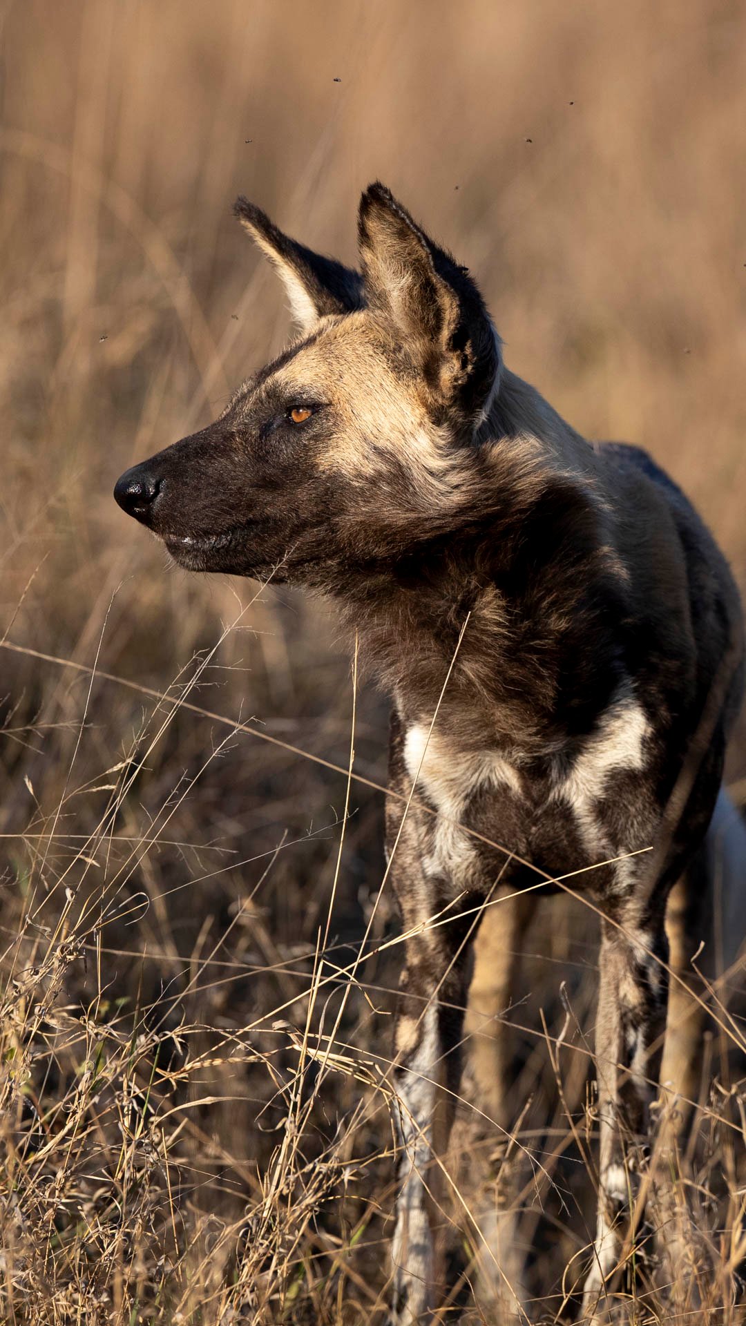African Wild Dog at Mala Mala Places we love Mala Mala Captured by Johan Van Zyl hosting a photo tour