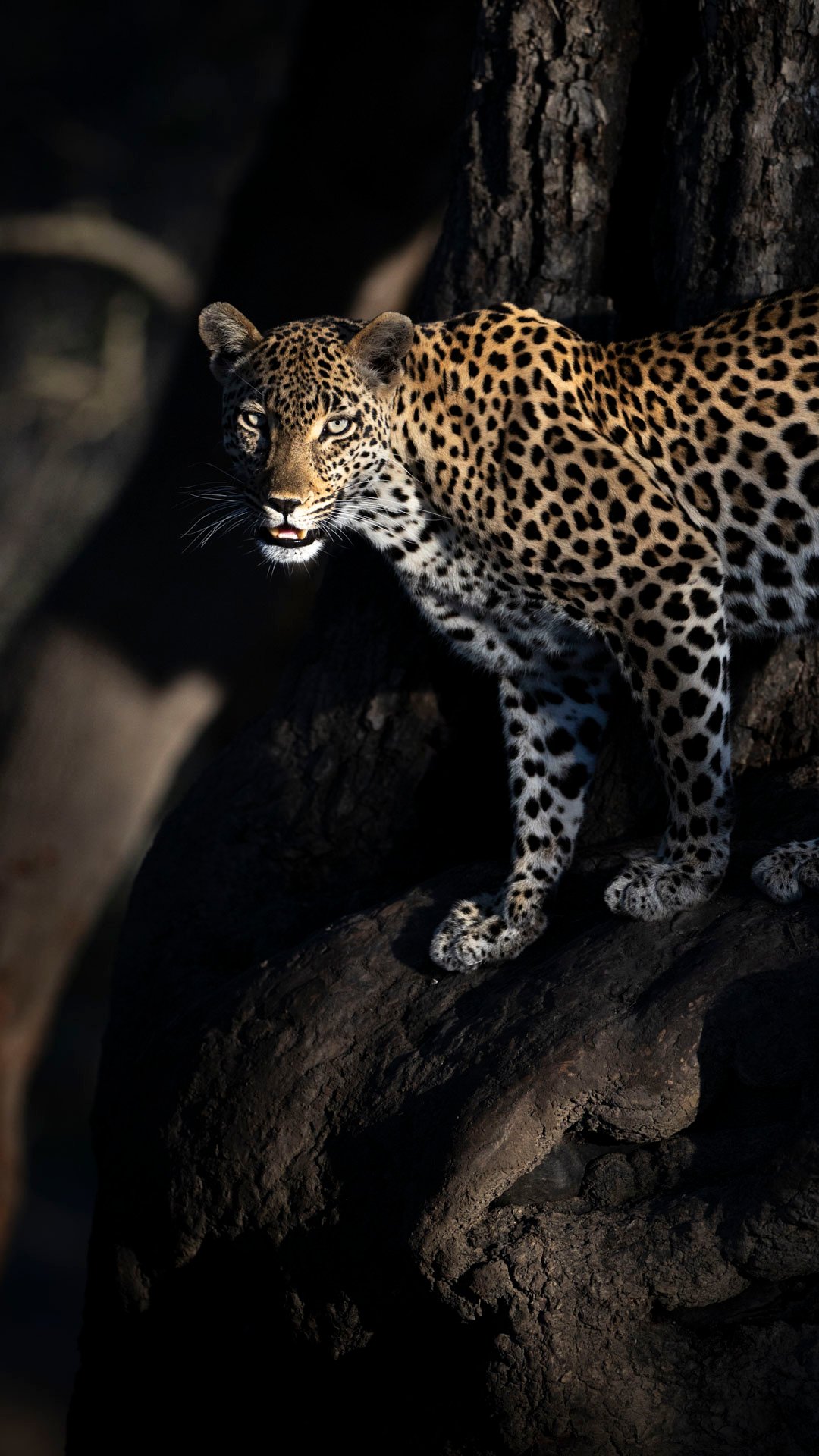 A leopard at mala Mala Places we love Captured by Johan Van Zyl hosting a photo tour