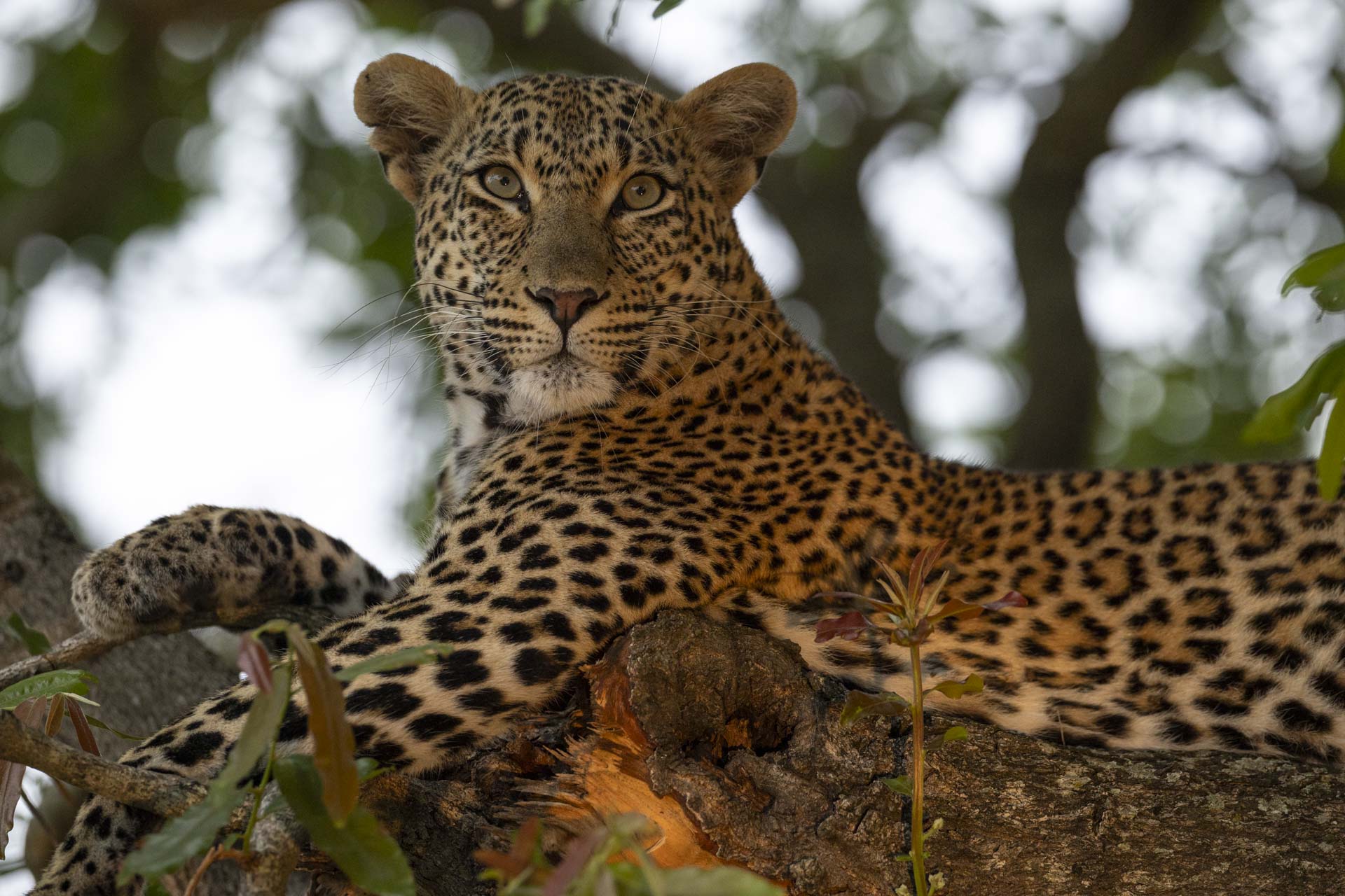 Leopard sitting in a tree Place we love Mala Mala Photo captured by Johan Van Zyl hosting a Mala Mala tour