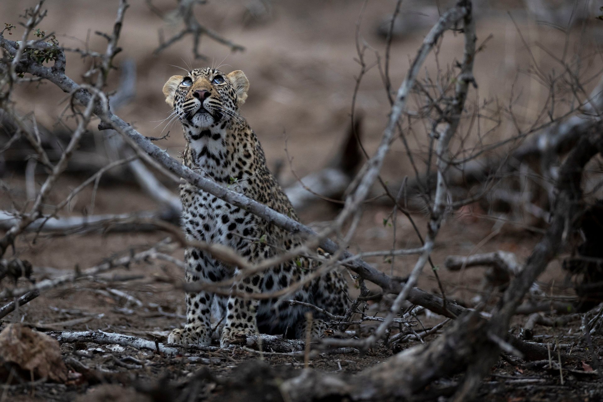 Young leopard looking up Place we love Mala Mala Photo captured by Johan Van Zyl hosting a Mala Mala tour