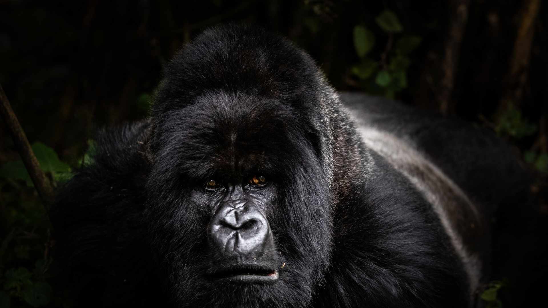 An image of a silverback gorilla from Uganda, taken on a photo tour of the country