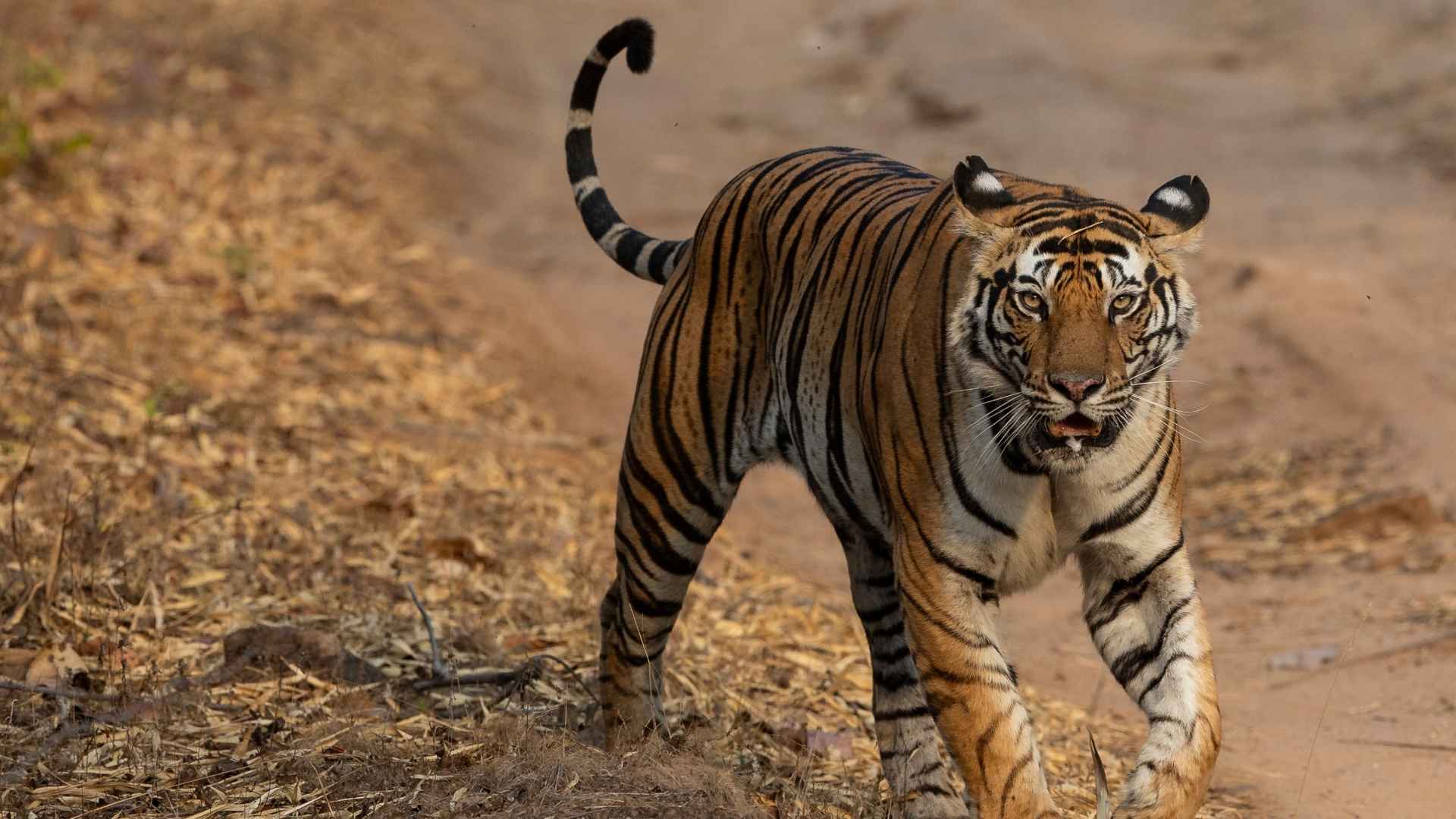 A BENGAL TIGER FROM INDIA FROM A PHOTO SAFARI