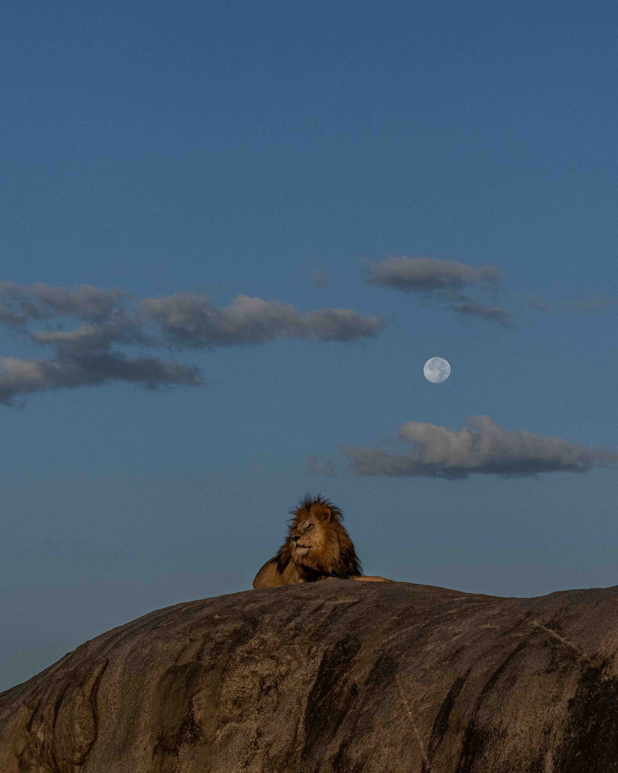 Lion on rock with full moon, Southern Serengeti