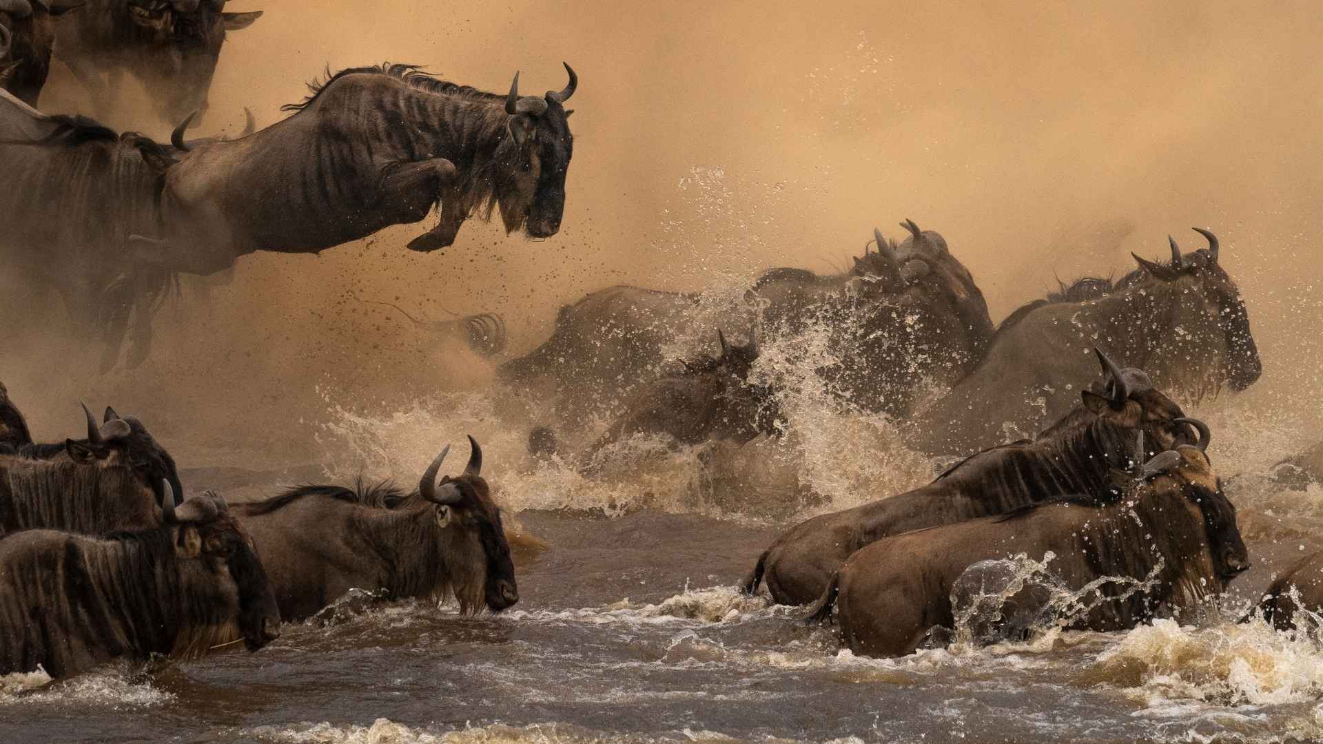 An epic wildebeest crossing on the Mara river in the Masai Mara during a WIld Eye Safari
