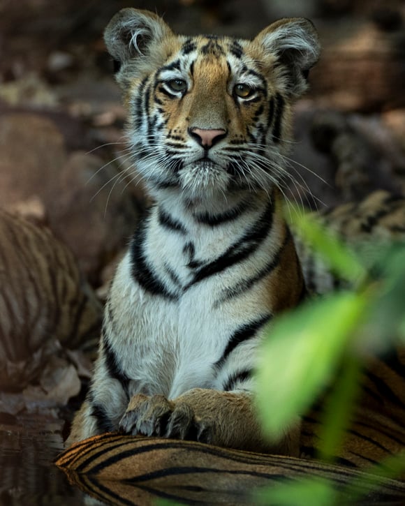 Photo of a tiger cub staring at us in Tadoba on a Wild Eye photo safari