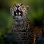 A photo of a leopard looking up taken at Mala Mala on a Wild Eye Photography Safari