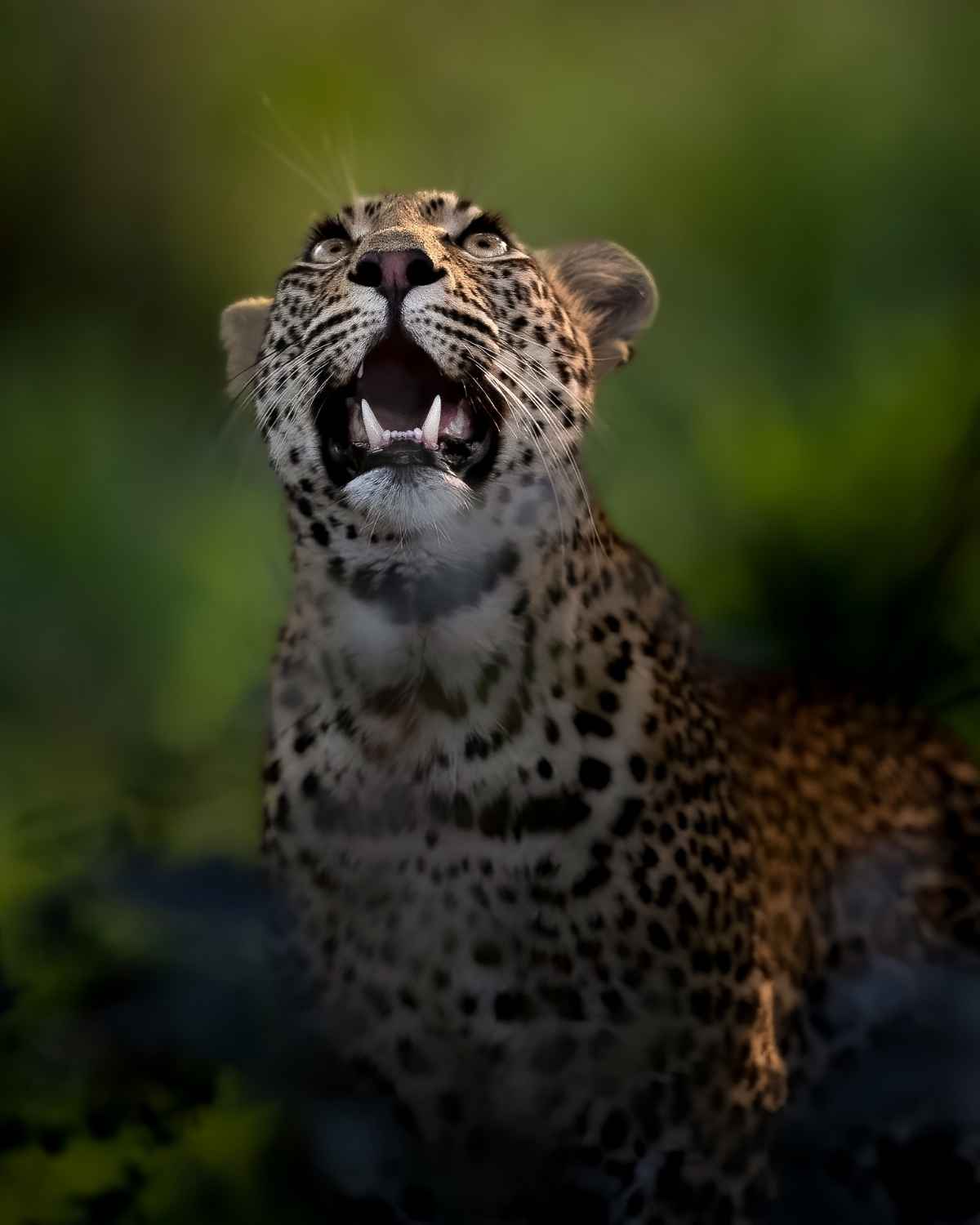 A photo of a leopard looking up taken at Mala Mala on a Wild Eye Photography Safari