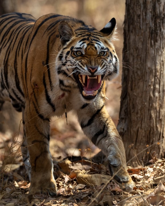 A photo of a male tiger snarling in Pench taken during a Wild Eye safari