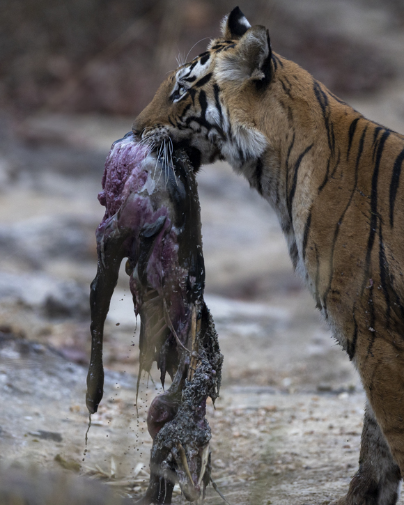 Photo of a female tiger carrying her kill in Banchavgarh Tiger reserve