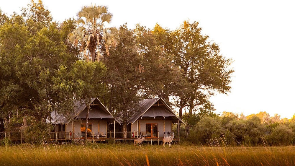 an image of a guest tent at chitabe lediba in botswana