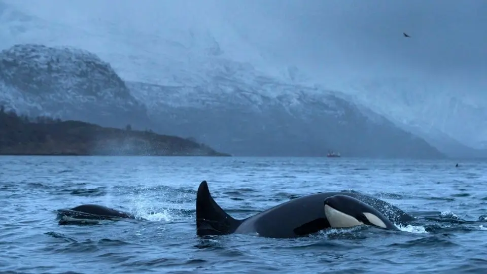Orcas breaching the water in the Arctic waters of Norway