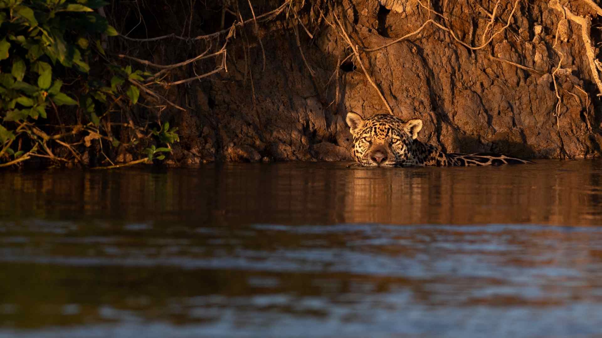 jaguar swimming photo taken during a wild eye photo safari
