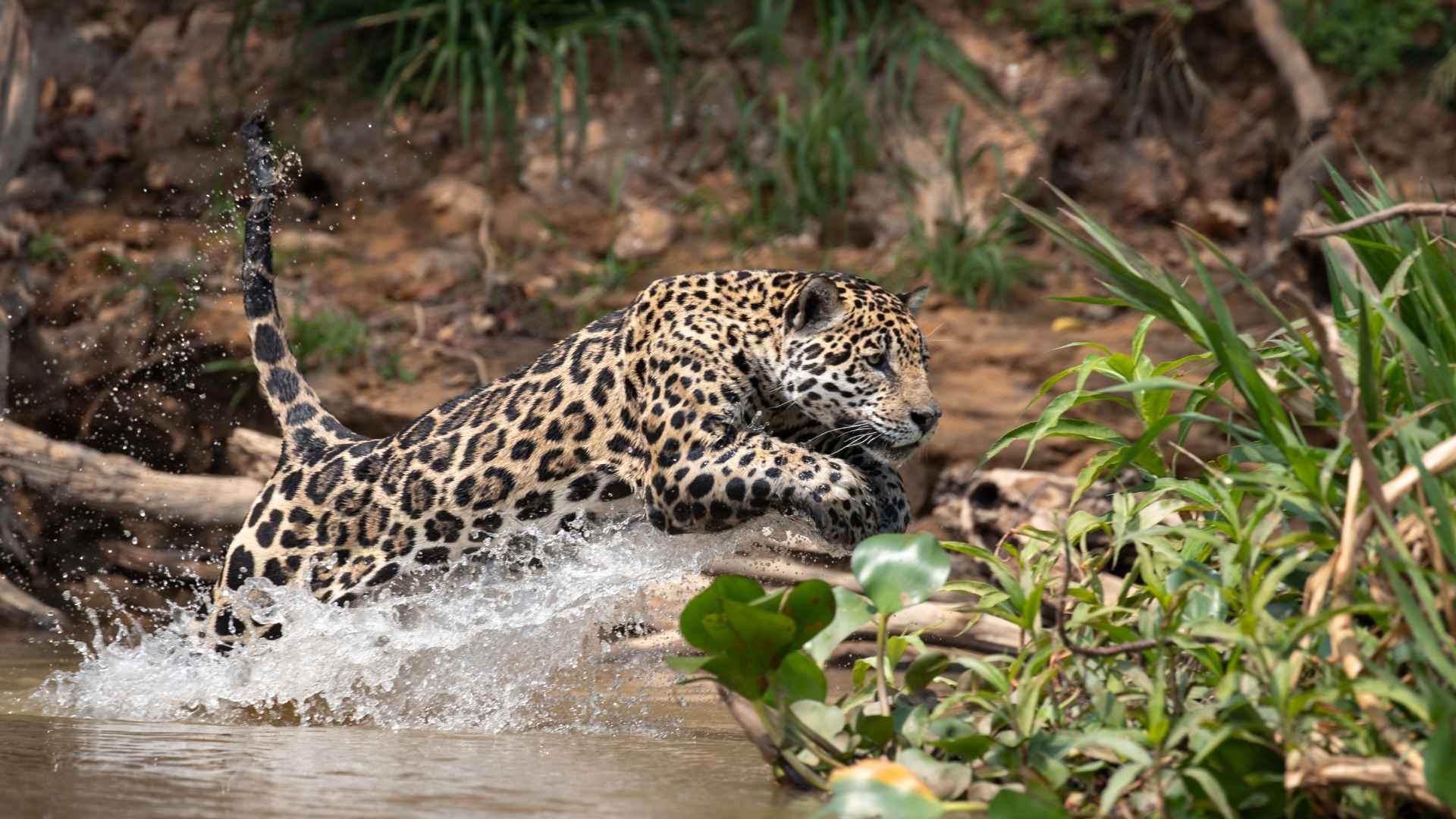 A jaguar jumpiong through the water, captured on a Wild Eye Safari