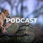 Poadcast Feature image Lion CUb in a tree in Botswana