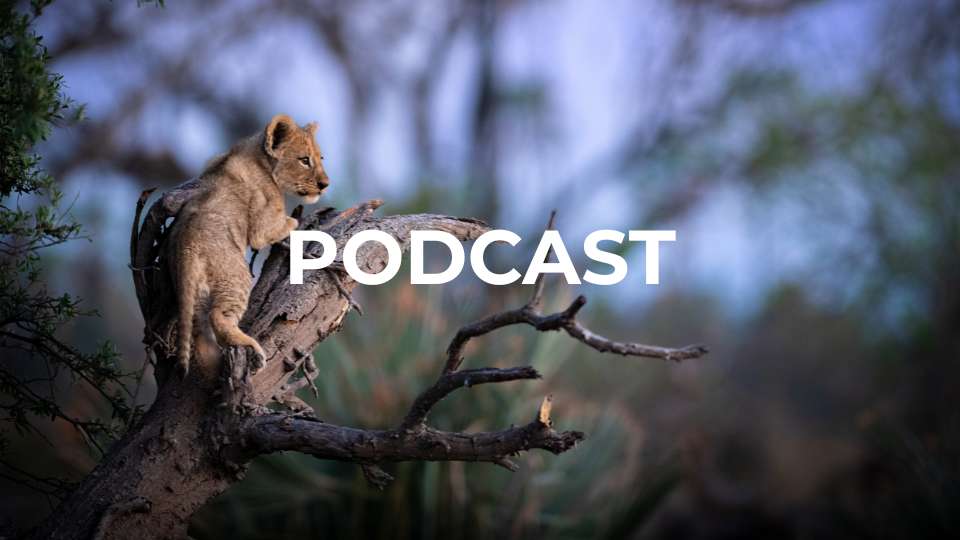 Poadcast Feature image Lion CUb in a tree in Botswana
