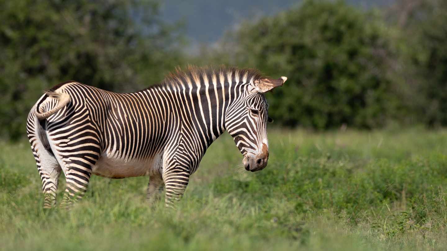 Grevy's Zebra from Laikipia kenya