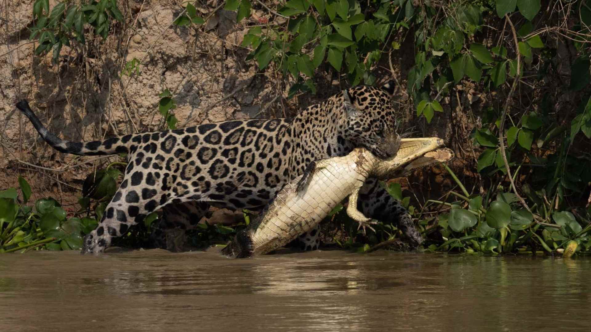 jaguar carrying its kill photo taken during a wild eye photo safari