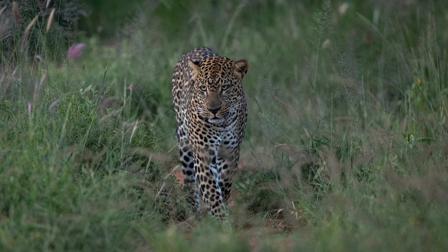 Leopard from Laikipia Kenya